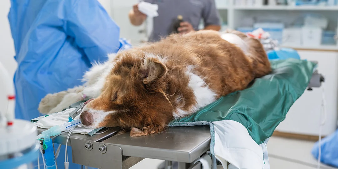 A brown and white dog lying on a surgical table in a veterinary clinic.