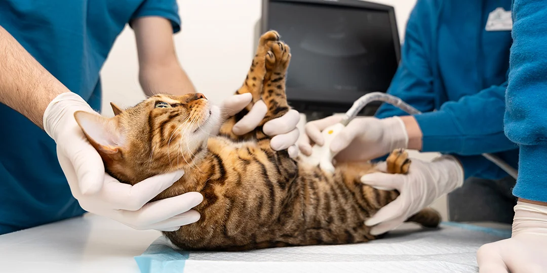 A brown tabby cat lying on its back on an exam table while receiving an ultrasound from a veterinarian.