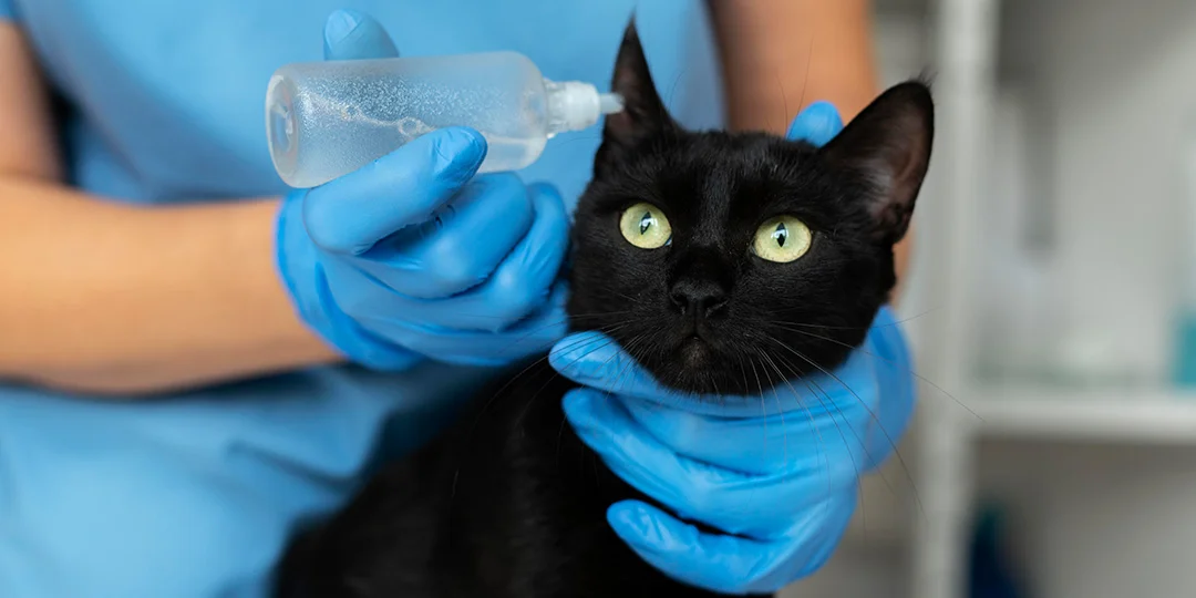 A veterinarian wearing blue medical gloves applies ear drops from a clear plastic bottle into the ear of a black cat with green eyes.