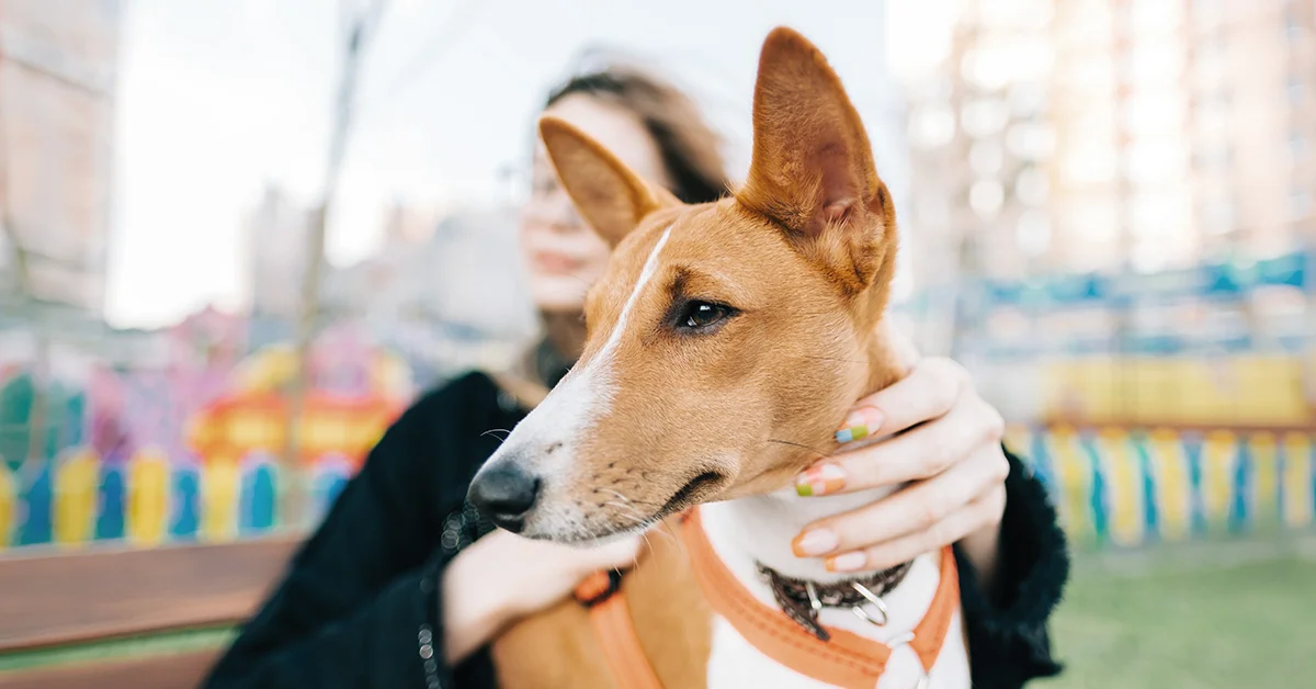 city-dog-with-owner Close-up of a tan and white Basenji dog with alert, upright ears being held by a person outdoors.