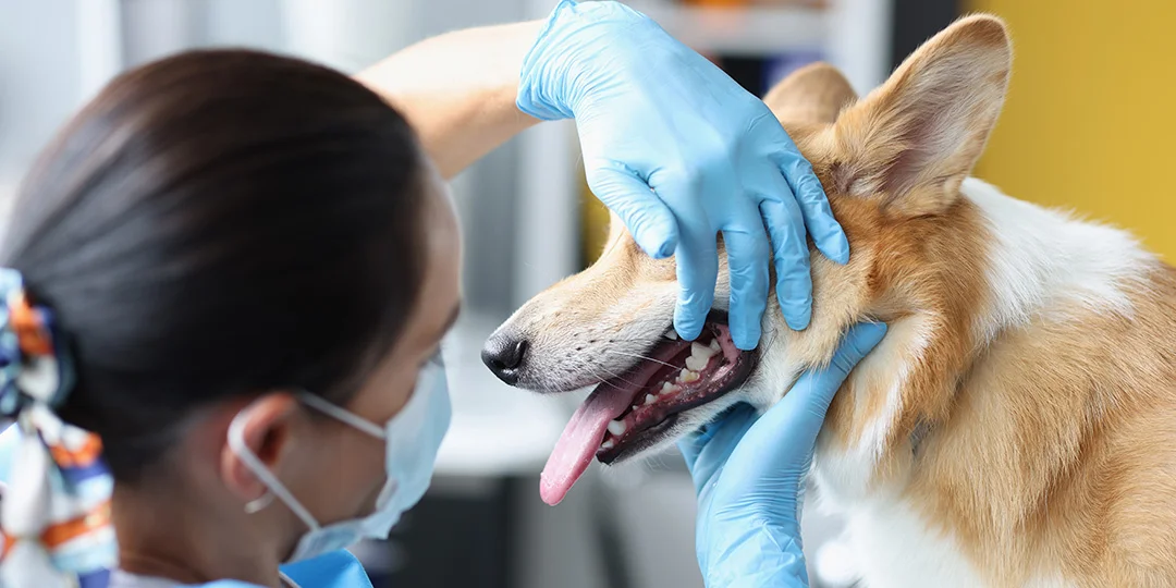 A veterinarian wearing blue gloves and a face mask examines the mouth and teeth of a Corgi dog.