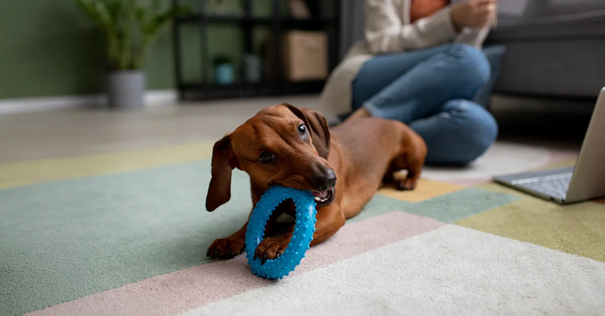 A brown Dachshund puppy lying on a colorful rug, biting a spiked blue ring chew toy while a person sits in the background.