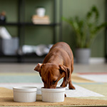 A brown puppy eating from a white bowl in a living room.
