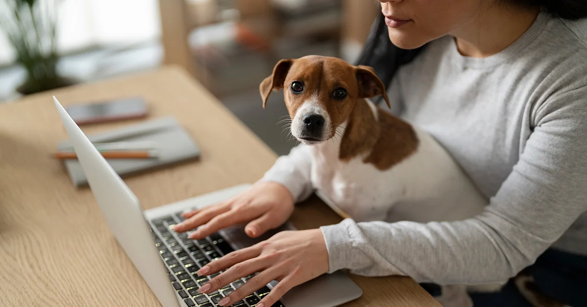 A small brown and white dog sits on a person's lap while they type on a laptop at a wooden desk.