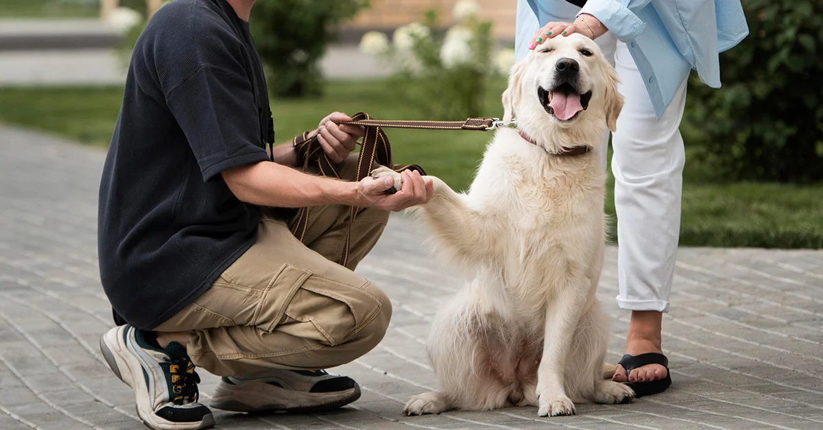 A man in a black t-shirt kneels on a stone path to shake hands with a smiling Golden Retriever.