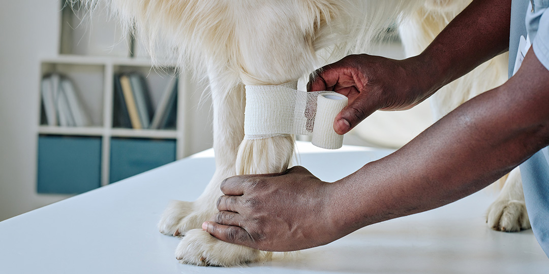 A dog receiving first aid for a leg injury.