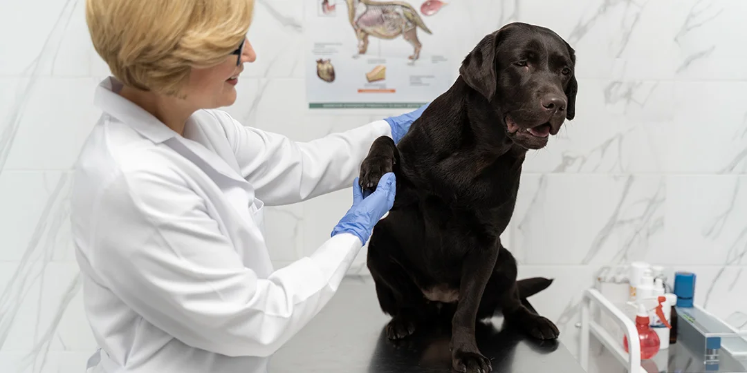 A veterinarian in a white coat and blue gloves gently examines the front paw of a Labrador sitting on an exam table.