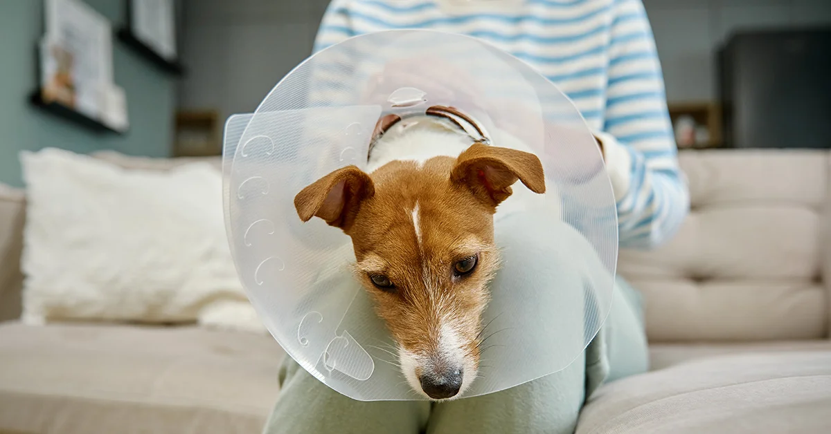 little-dog-in-owners-lap-wearing-cone A small brown and white dog wearing a plastic recovery cone.