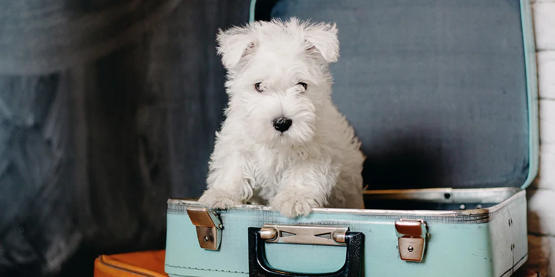 A fluffy white puppy sitting inside a vintage-style suitcase.