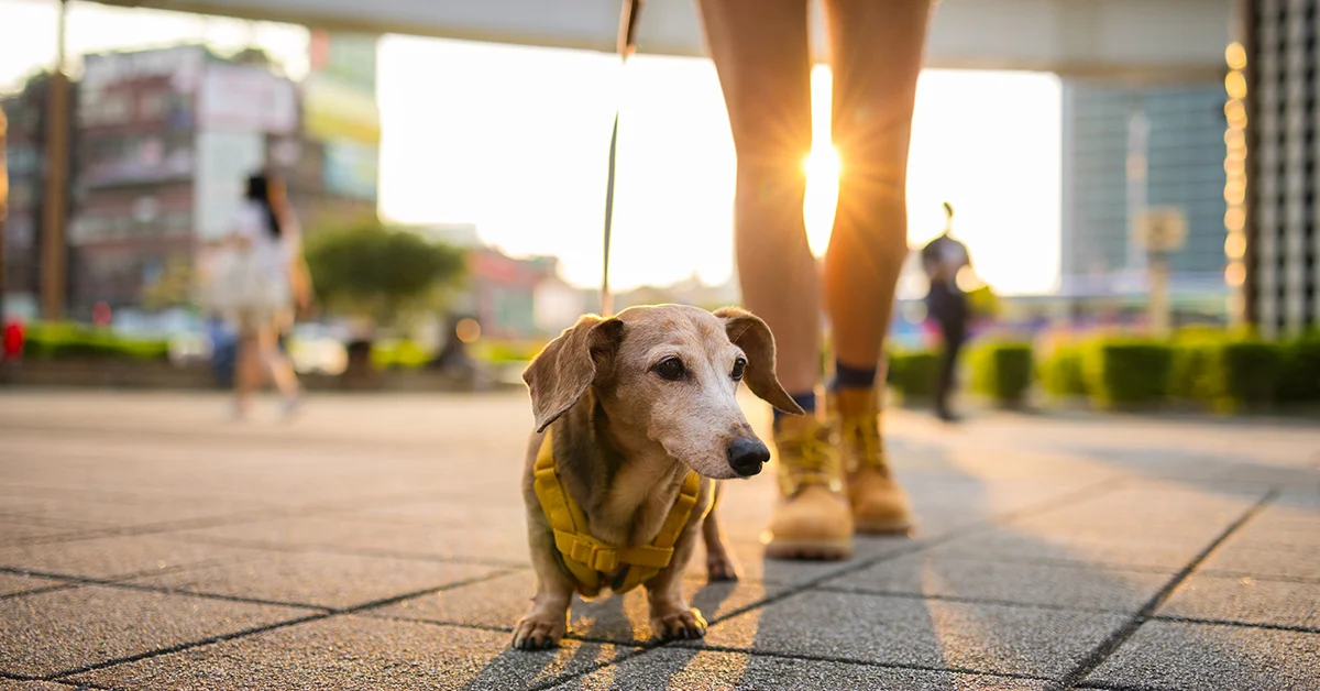A senior dachshund in a yellow harness being walked on a leash by its owner in a city at sunset.