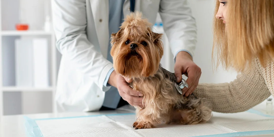 A veterinarian in a white lab coat uses a stethoscope to examine a small, fluffy puppy.