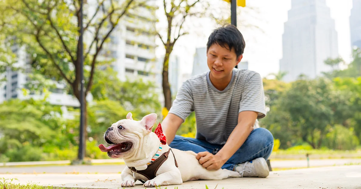 A smiling man sitting cross-legged on a park path, petting a white French Bulldog that is lying down and wearing a brown harness and a red bandana.