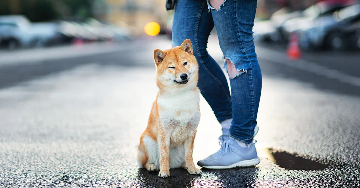 A red Shiba Inu dog sitting on a wet street next to a person in ripped jeans, winking at the camera.