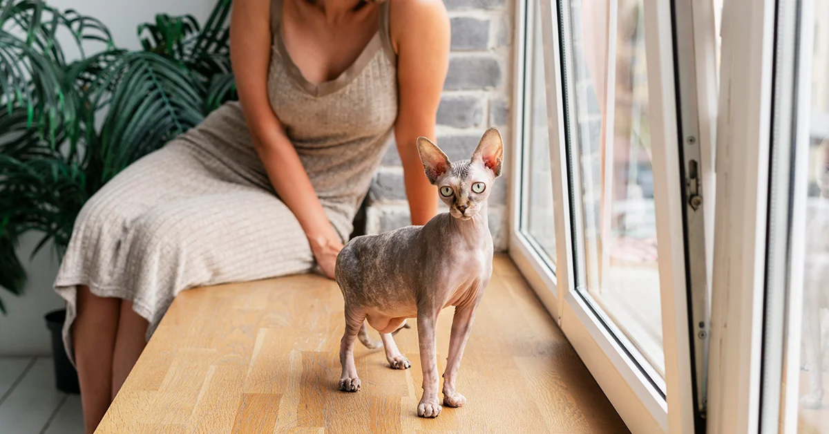 A hairless Sphynx cat standing on a light wood windowsill next to a person sitting in a relaxed pose. 