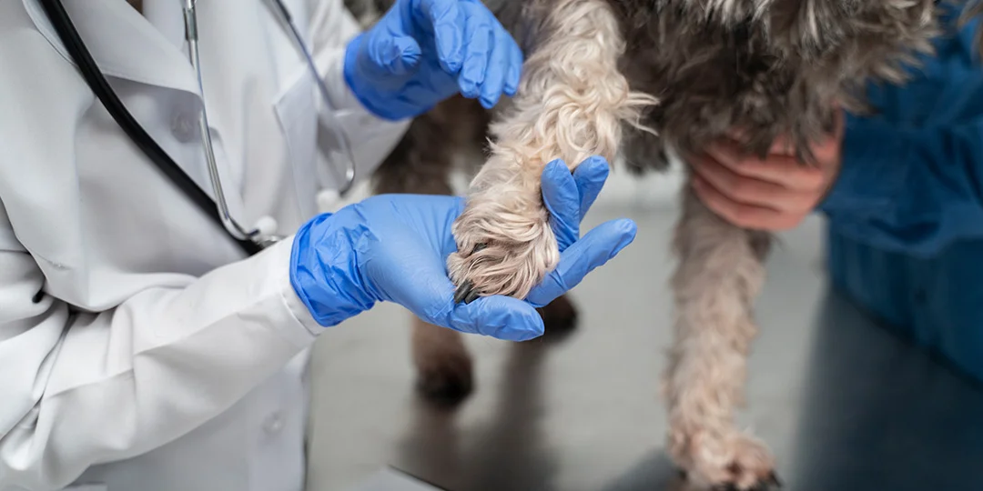A veterinarian in a white lab coat and blue gloves gently examines a dog's paw on a clinic table.