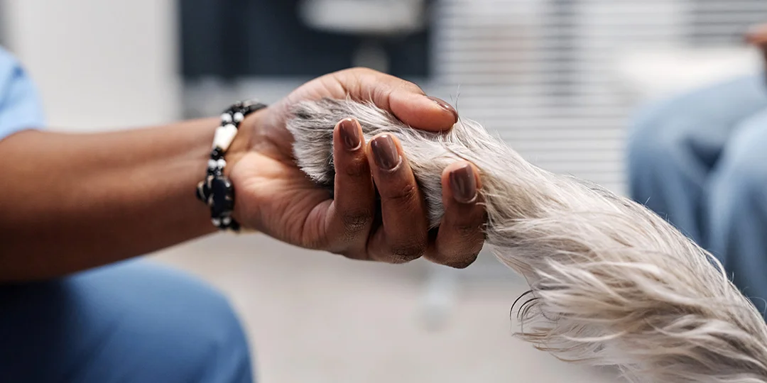A close-up shot of a person’s hand gently holding a dog’s paw in a supportive and comforting gesture.