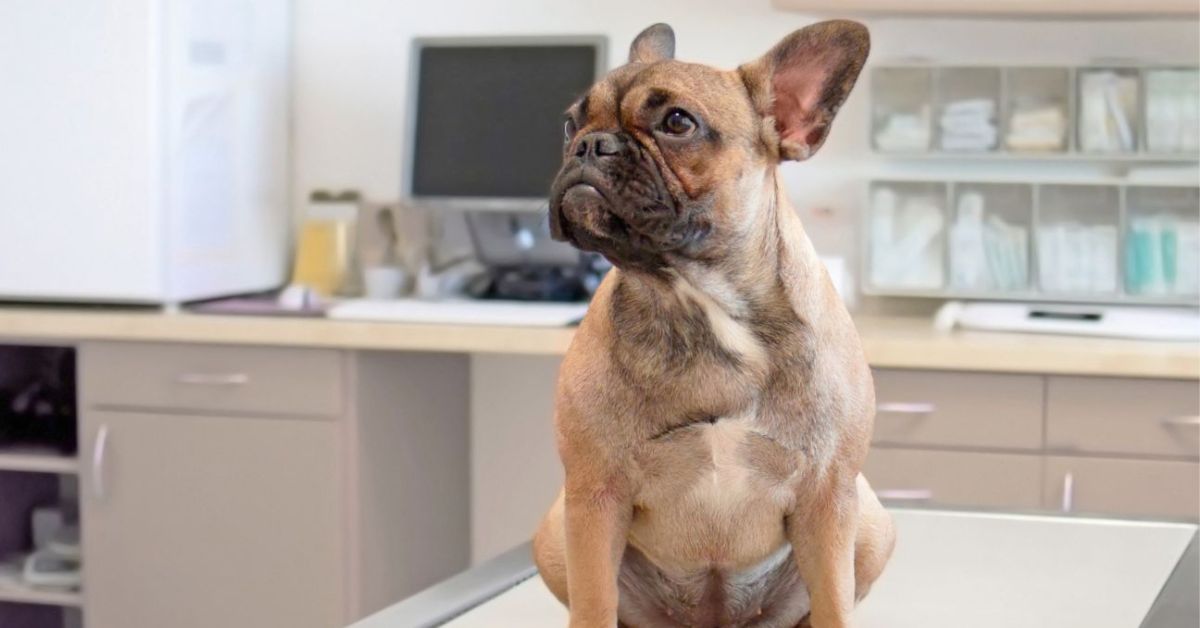 A cute dog in a clinic settings A cute dog in a clinic settings
