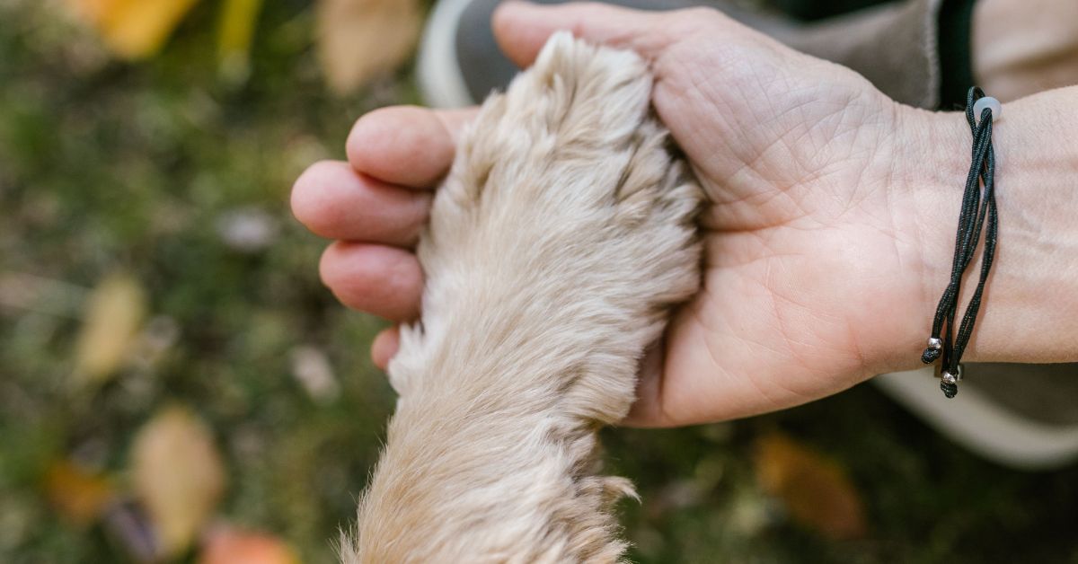 A person holding a dog paw A person holding a dog paw