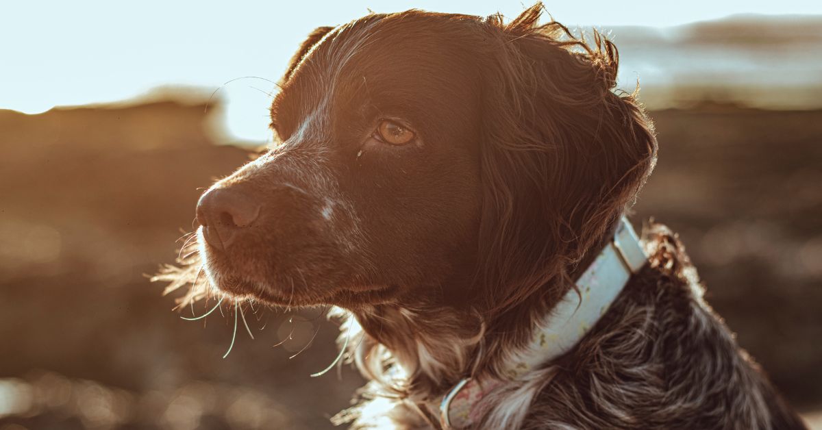 side-view-profile-lovable-pet-dog-with-soft-sunlight Side view profile lovable pet dog with soft sunlight